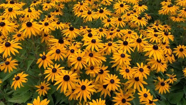 Rudbeckia fulgida Goldsturm flower смотреть онлайн