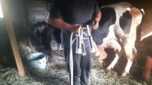 Купили корову!!!