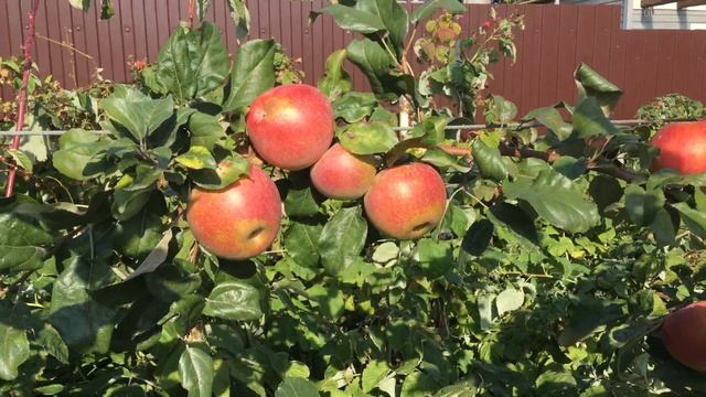 Яблоня Амбасси (клон Делькорф) смотреть онлайн