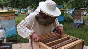 Пчеловодство №86 Селекция пчел. Моя селекция.