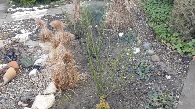 28.12.2021.Что делаю в саду в декабре, про железный купорос и ответы на вопросы. смотреть онлайн