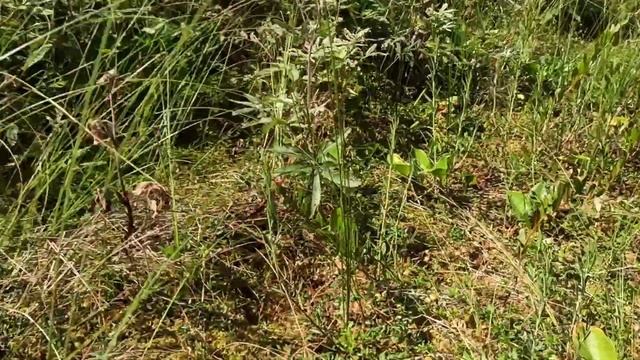 Финляндия будет урожай на лесную ягоду клюкву в 2021году. смотреть онлайн