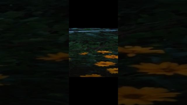 Смотреть видео онлайн
