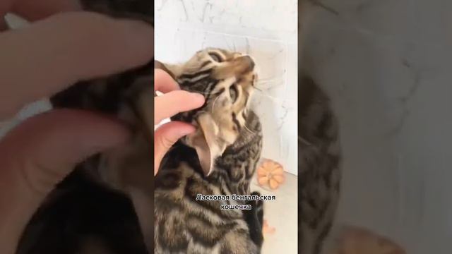 Бенгальская кошка очень ласковая смотреть онлайн