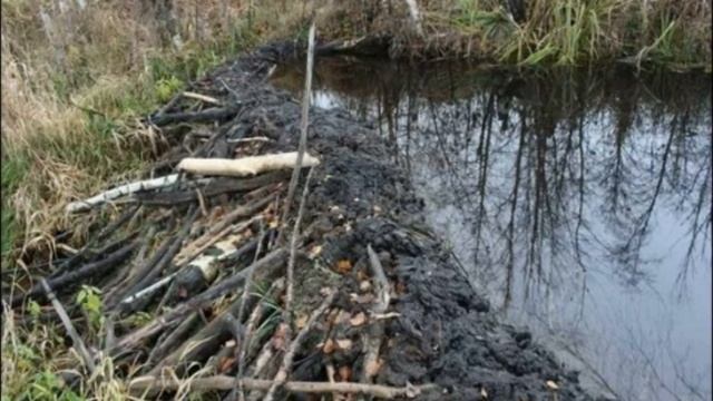 ? ОХОТА НА БОБРА смотреть онлайн