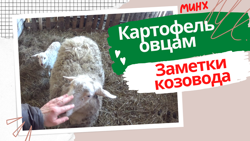 Отвечаю на вопрос можно давать картофель овцам