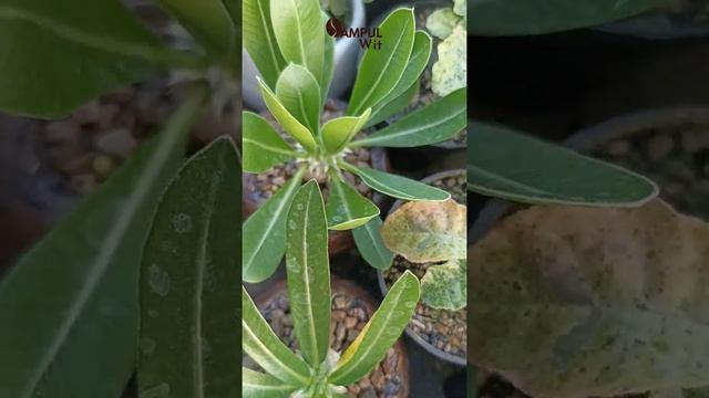 Pachypodium Brevicaule or Densicaule? The Choice is Yours! #caudex #pachypodium #brevicaule