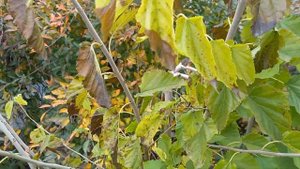 Как сохранить тутовник ?