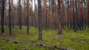 Лес у Волги в Тверской области в Кимрском районе. Живописный хвойный лес в России.