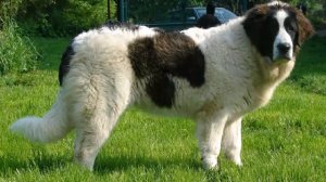 Топ 5 самых больших собак в мире!