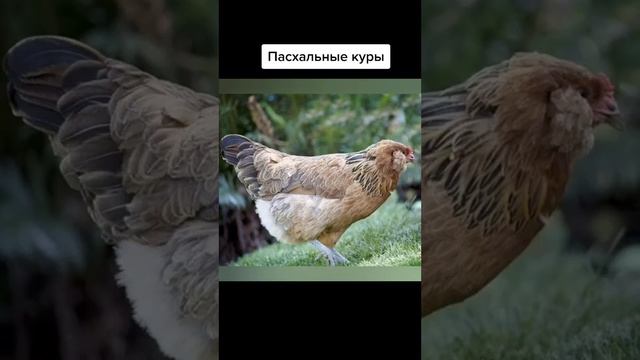 Амераукана !!!! Новая старая порода кур - Пасхальная!!! Краткое описание и особенности смотреть онлайн