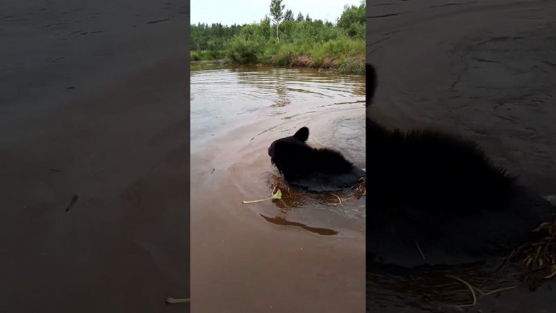 Как спокойно начинают медведи. #bear