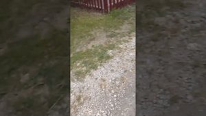 альфа скаут обзор