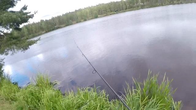 Ловля карпа в корягах 30+ поклёвок за сутки, секреты/история прудов Алберта
