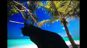 Агресивный курильский бобтейл по кличке черный