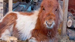 Ляля и Мирон /забытые и не опубликованные видео #horse #pony #пони #лошади #лошадь