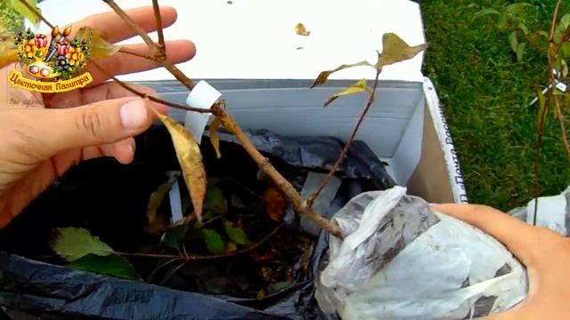 ПОСЫЛКА С РАСТЕНИЯМИ . РАСПАКОВКА . ГОРТЕНЗИЯ МЕТЕЛЬЧАТАЯ . смотреть онлайн