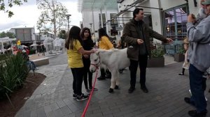 Lt. Rowdy Mini Horse Visiting Westfield Topanga Village (35)