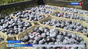 На полях КБР созрела голубика нового урожая