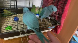 Первый полет птенца ожерелового попугая