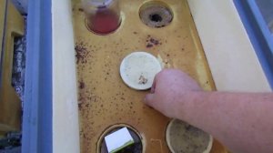 объединение пчел в октябре при похолодании