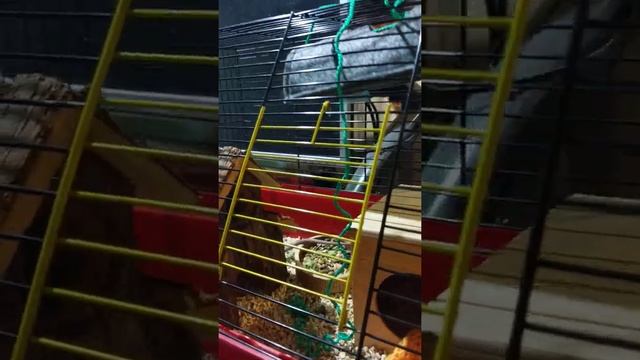 Детская площадка для крыски Рио. смотреть онлайн