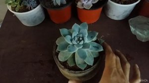 || ECHEVERIA MANUEL REPOTTING  ||