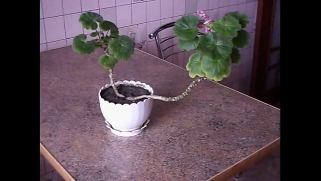 Комнатные растения. Пеларгония. смотреть онлайн