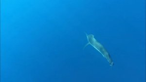 BLACK MARLIN OFF A KAYAK