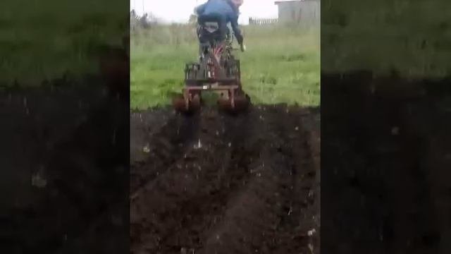 Первое ежирование картофеля, заводскими ежами.
