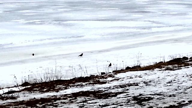 Серые вороны на берегу реки