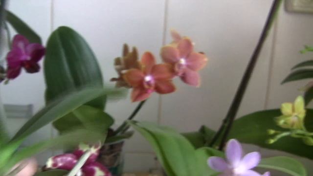 Цветение июня 2019: Руби, Шуберт, Сезам, Митуо и другие! смотреть онлайн