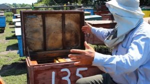 Отбор меда из лежака