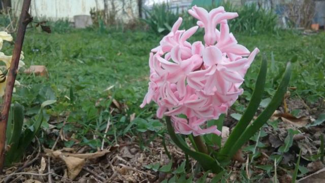 Здесь правит бал сама Весна! смотреть онлайн