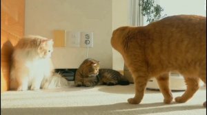 Cats & Robot vacuum cleaner/ Коты & Робот пылесос