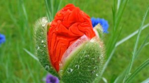 ♣ Coquelicots ♣