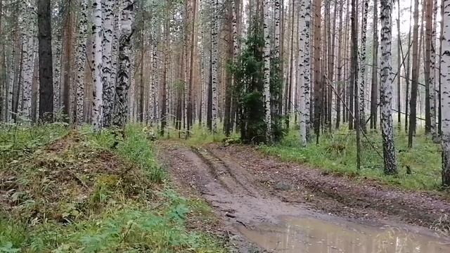 На мотоблоке Brait поехали за грибами с детьми. смотреть онлайн