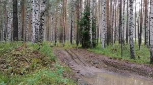 На мотоблоке Brait поехали за грибами с детьми.