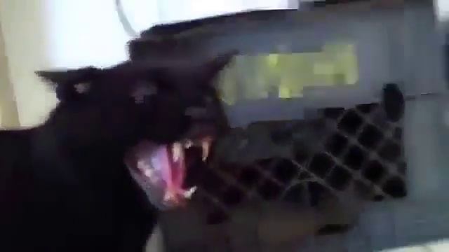 Кот говорит Die смотреть онлайн