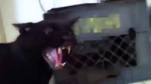 Кот говорит Die