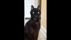 Кот-вампир демонстрирует клыки