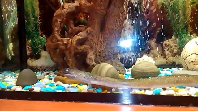 Аквариум. Мурена смотреть онлайн