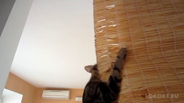 Sokoke kitten Barika having fun on the bamboo curtains for kitchen смотреть онлайн