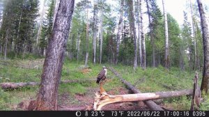 Две недели жизни на солонце