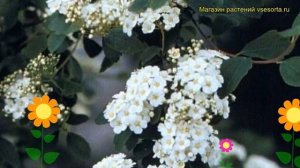 Спирея билларда. Краткий обзор: Спирея билларда описание характеристик, где купить саженцы spiraea