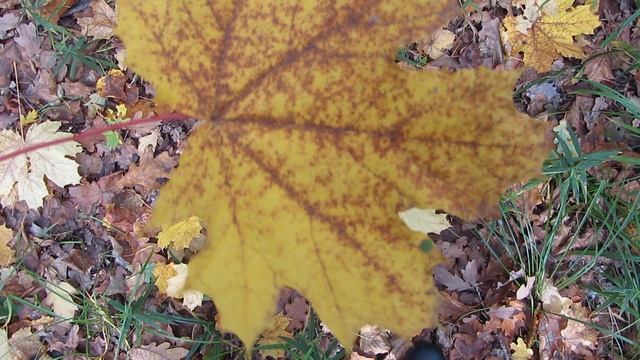Прошу прощения ... смотреть онлайн