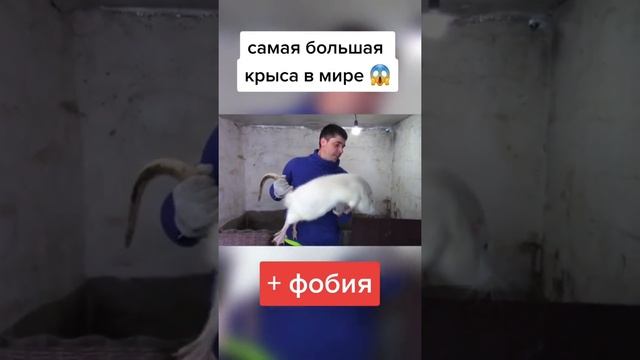 Огромная ручная крыса 13 кг весом