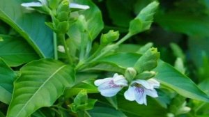 நீண்ட ஆயுளைத்தரும் ஆடாதோடை/Adathodai leaf/vasaka//Malabar Nut//Adhatoda leave// immune booster leav