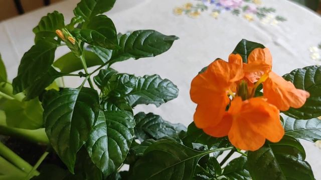 КОМНАТНЫЕ РАСТЕНИЯ, ЦВЕТУЩИЕ В РОЖДЕСТВО