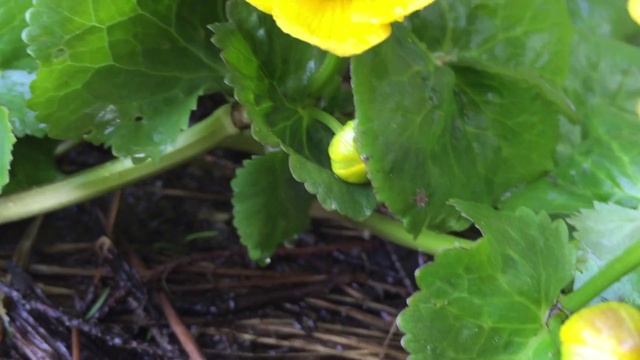 Caltha palustris (Záružlie močiarne) смотреть онлайн